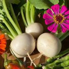 White Egg Turnip Seeds