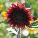 Red Single Stem Sunflower Seeds