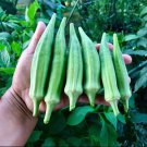 Clemson Spineless Okra Seeds
