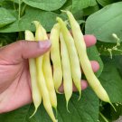 Golden Wax Bush Bean Seeds