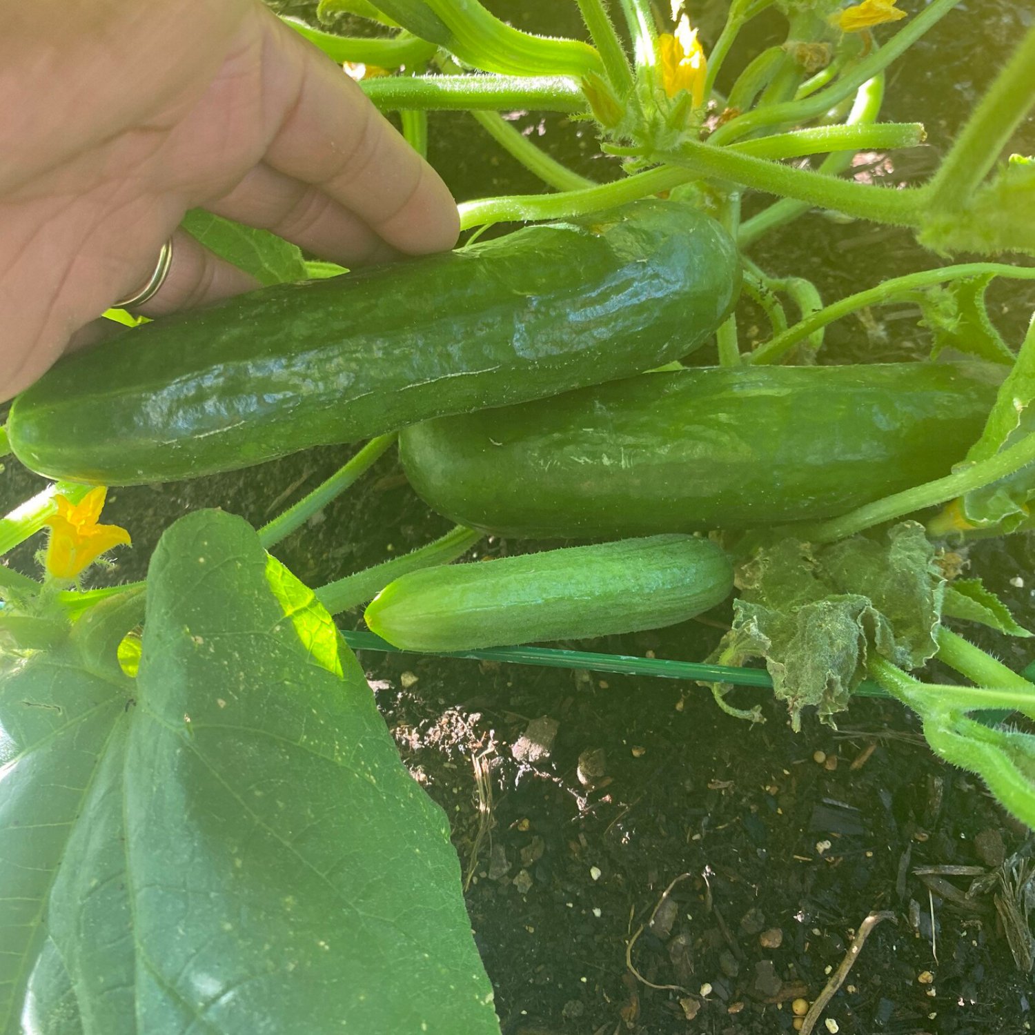 Diva Burpless Cucumber Seeds