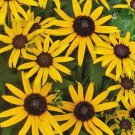 Black Eyed Susan Seeds