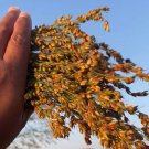 Broom Corn Mixed Colors Seeds