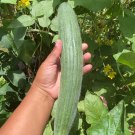 Armenian Cucumber Seeds Mix