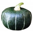 Burgess Buttercop Winter Squash Seeds