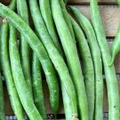 Provider Bush Bean Seeds