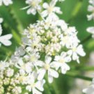 Anise Herb Seeds