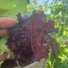 Burgundy Leaf Lettuce Seeds