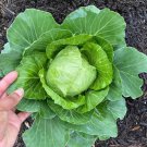 Golden Acre Cabbage Seeds