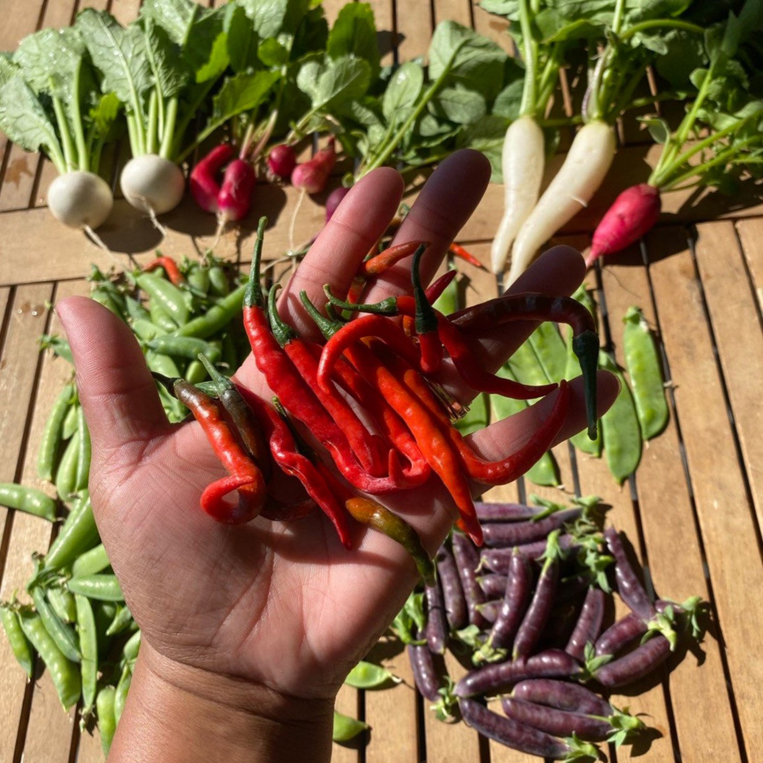 Cayenne Pepper Seeds