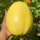 Spaghetti Winter Squash Seeds
