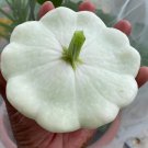 Early White Bush Scallop/Patty Pan Squash Seeds