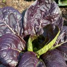 Red Tatsoi Mustard Green Seeds