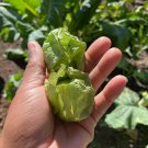 Tomatillo Grande Rio Verde Seeds