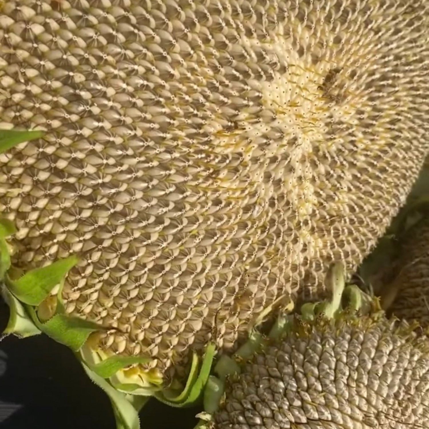 Skyscraper Sunflower Seeds