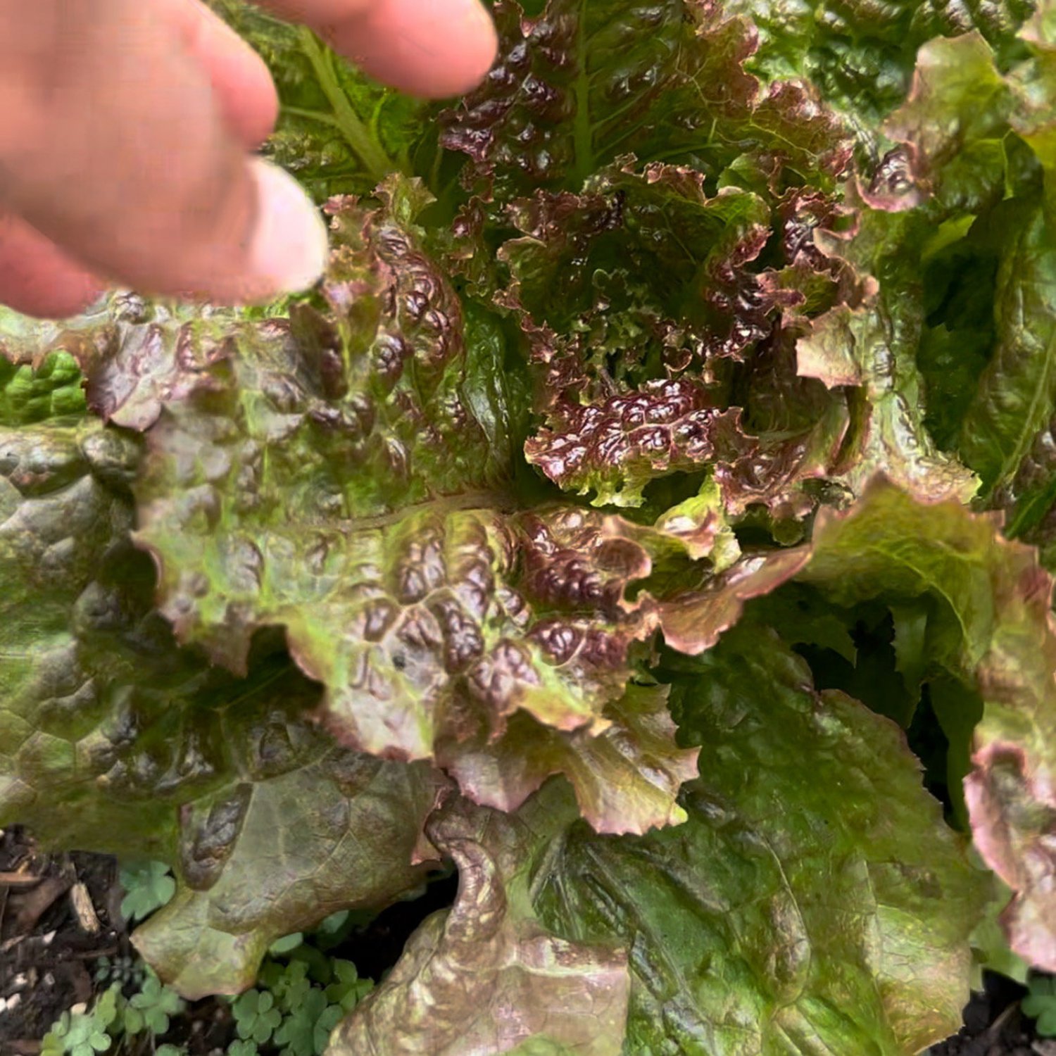 Prizehead Leaf Lettuce Seeds