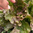 Prizehead Leaf Lettuce Seeds