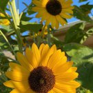 Giant Sunflower Seeds