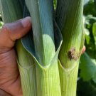 Leek Seeds American Flag