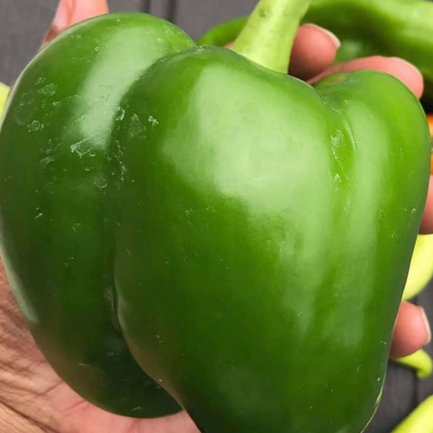 Bell Pepper Seeds