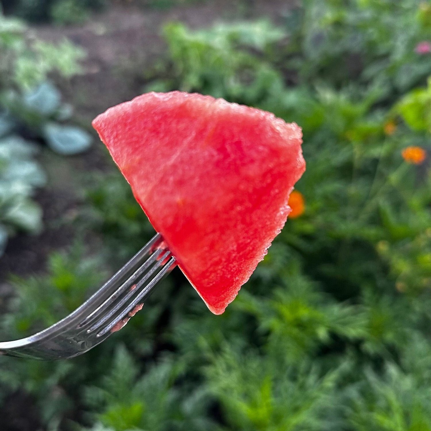 Congo Watermelon Seeds