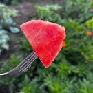 Congo Watermelon Seeds