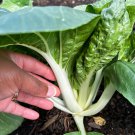 Pak Choi Chinese Cabbage Seeds