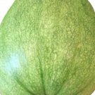 Tatume Squash Seeds