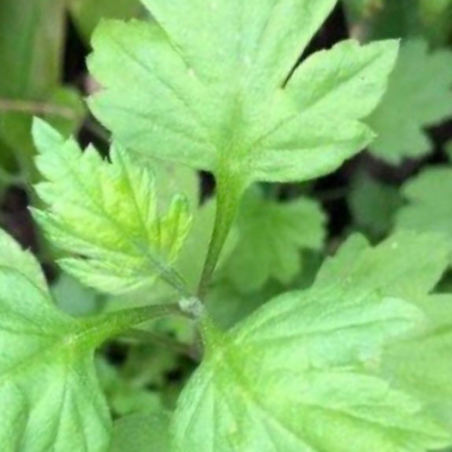 Mugwort Seeds
