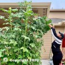 Heavy Hitter Branching Okra Seeds