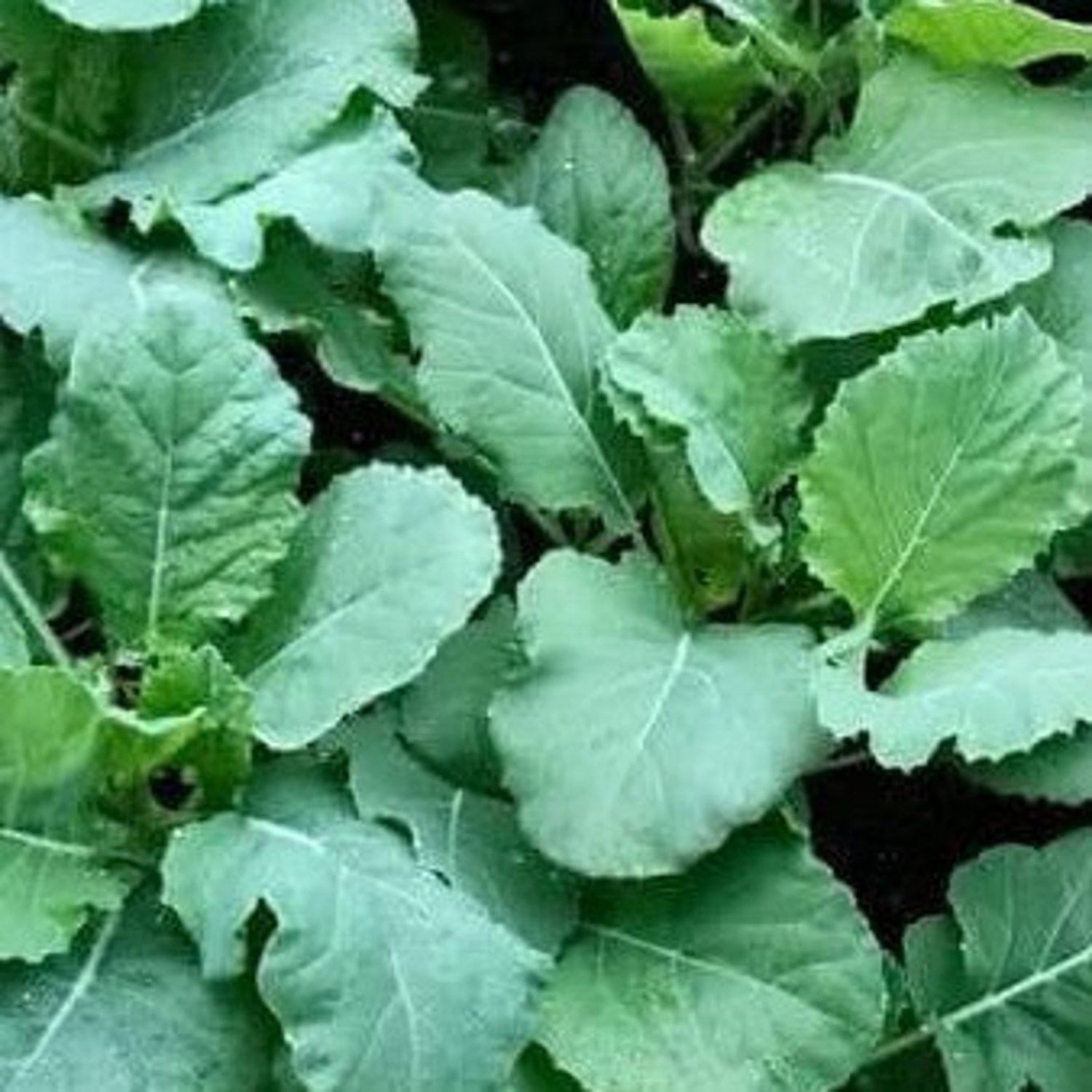 Champion Collard Seeds