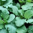 Champion Collard Seeds