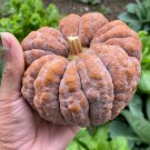 Black Futsu Squash Seeds