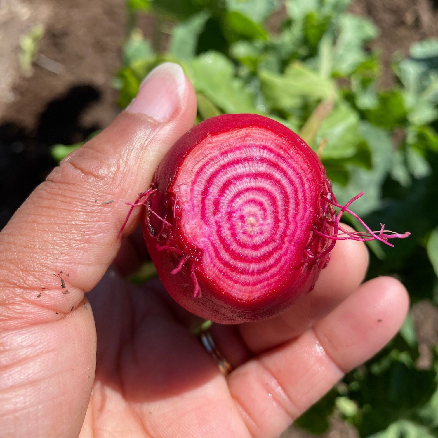 Chioggia Beet Seeds