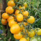 Honeydrop Cherry Tomato Seeds