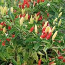 Tabasco Pepper Seeds Hot