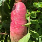 Red Daikon Radish Seeds