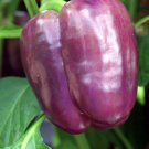 Purple Beauty Sweet Pepper Seeds