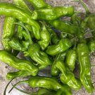 Shishito Pepper Seeds