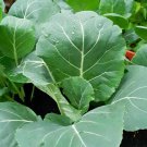 Georgia Collard Seeds