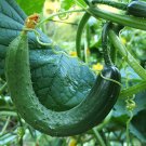 Chinese Snake Curved Cucumber Seeds