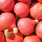Red Kuri Hokkaido Winter Squash Seeds