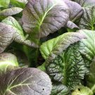 Osaka Purple Mustard Seeds