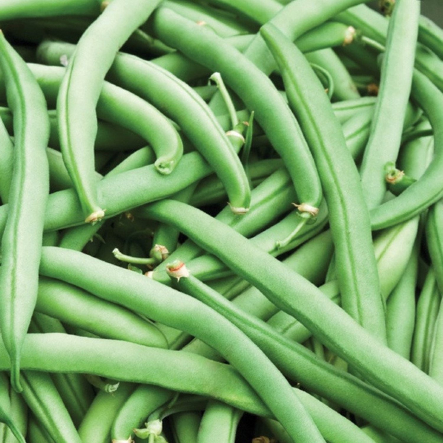 Tendergreen Improved Green Bush Bean Seeds