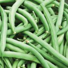 Tendergreen Improved Green Bush Bean Seeds