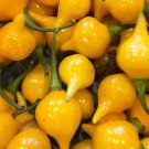 Biquinho Yellow Pepper Seeds Hot Organic