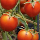 42 Day Tomato Seeds Organic