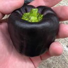 Midnight Dreams Pepper Seeds