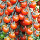 Super Sweet 100 Tomato Seeds