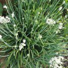 Garlic Chives Seeds Organic Herb